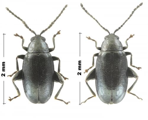 Réf. 249 800 : Phyllotreta consobrina